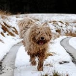 komondor